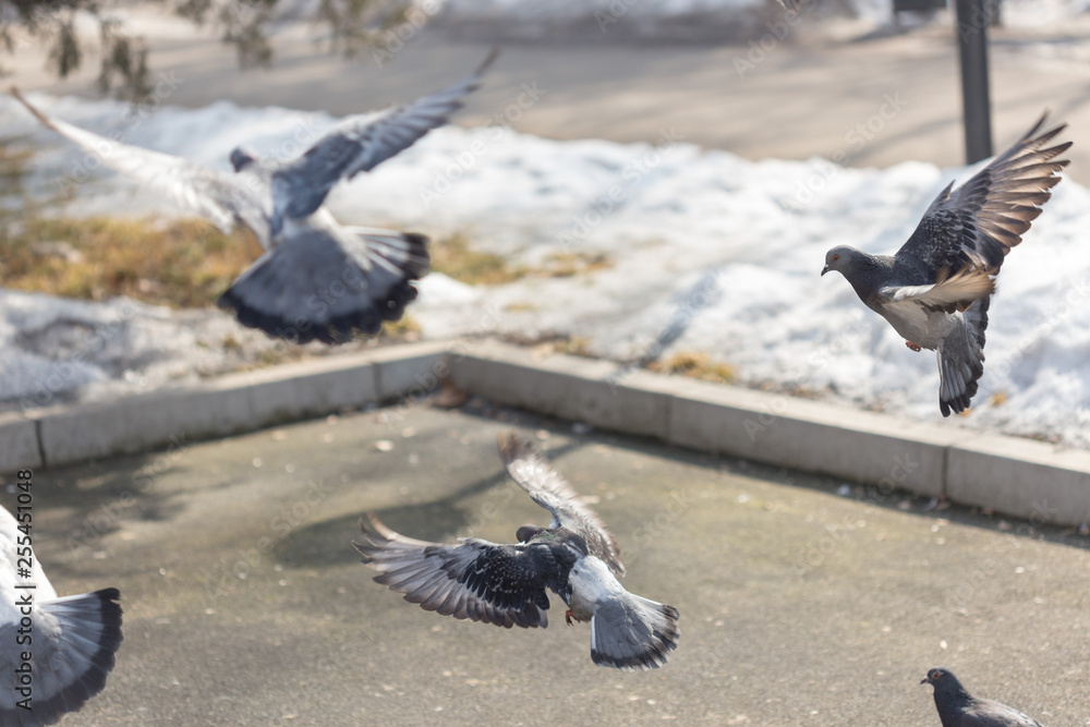 Obraz premium Many pigeons are eating food