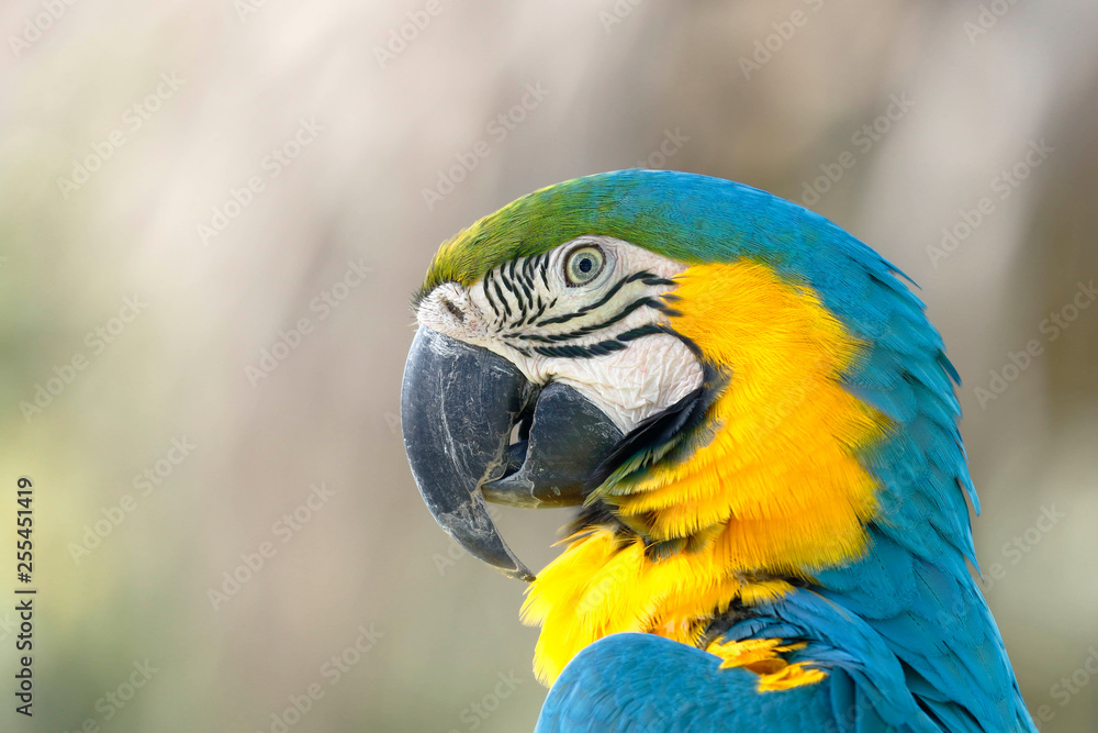 Guacamayo azulamarillo (Ara ararauna)