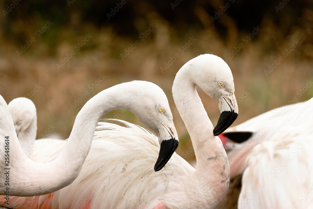 Fototapeta premium Flamenco chileno (Phoenicopterus chilensis)