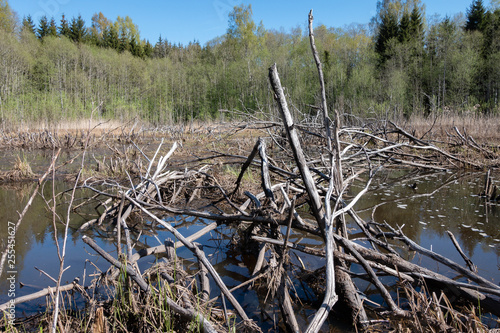 spring view of trees flourishing leaves; beaver flooded area in the forest; dry dead tree and bush trunks in water
