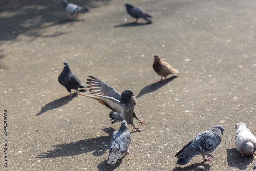 Fototapeta premium Many pigeons are eating food