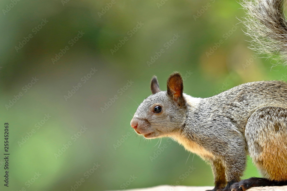 Ardilla de nuca blanca (Simosciurus nebouxii) Ardilla de nuca blanca (Simosciurus nebouxii)