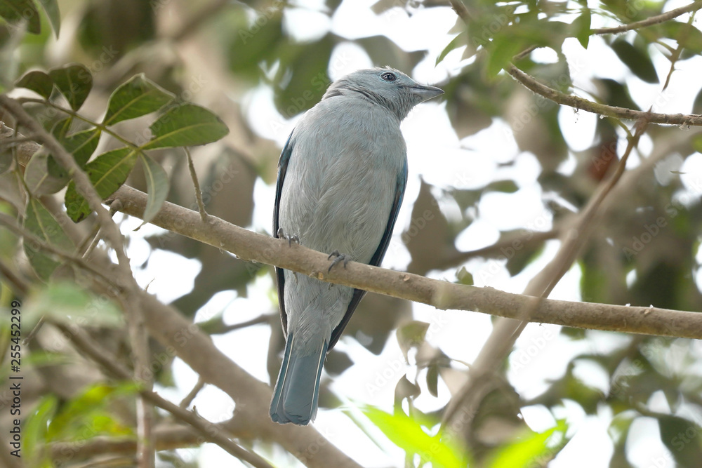 Tangara azulada (Thraupis episcopus) Tangara azulada (Thraupis episcopus)