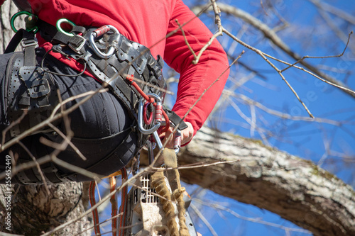 An arborist in a tree secures a carabiner to his climbing harness.