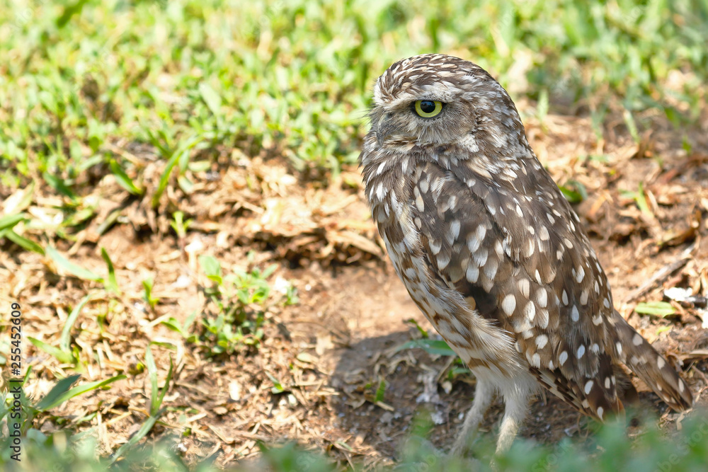 Lechuza de arenal (Athene cunicularia) Lechuza de arenal (Athene cunicularia)