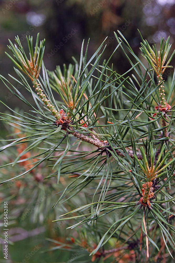 New pine branch in the forest close up New pine branch in the forest close up