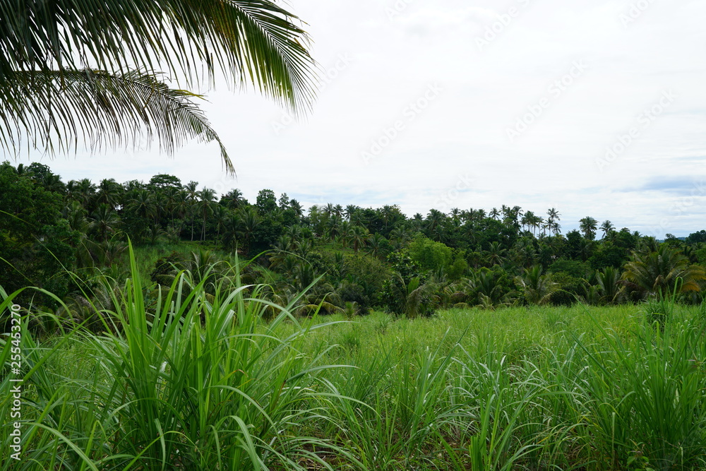 Obraz premium View of the tropical jungle landscape outside of Dumaguete, Philippines