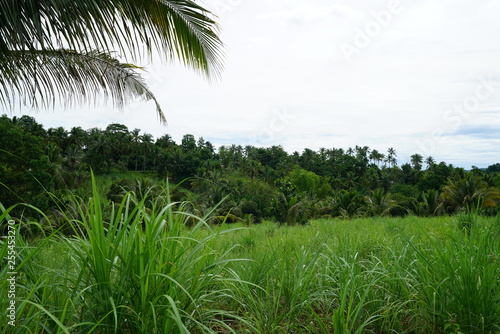 View of the tropical jungle landscape outside of Dumaguete, Philippines