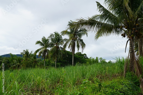 View of coconut trees in the tropical jungle landscape outside of Dumaguete, Philippines