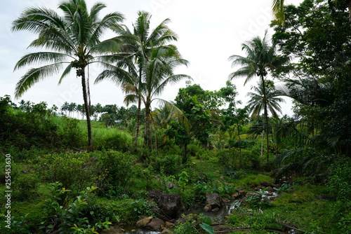 Wallpaper Mural View of a small stream in the tropical jungle outside of Dumaguete, Philippines Torontodigital.ca
