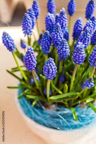 fresh muscari flowers in the pot