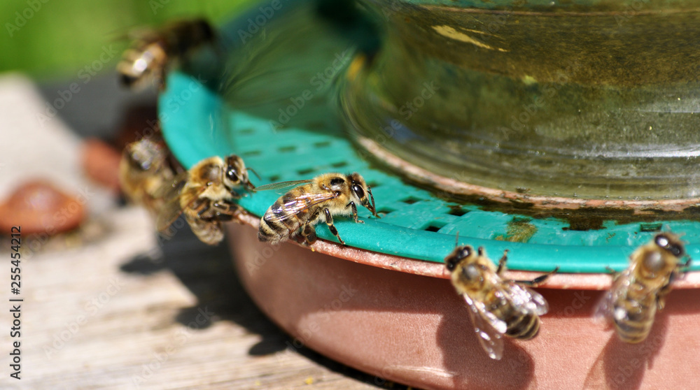 On the apiary bees gain water