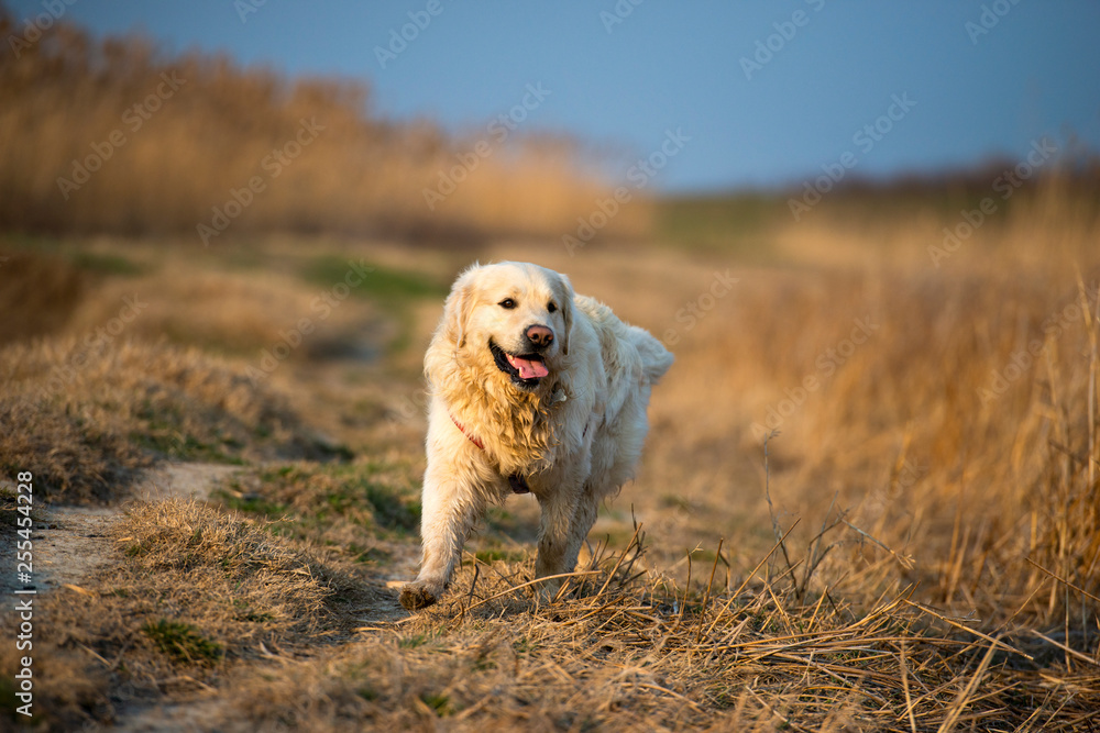 Golden Retriever running and jumping on the field at sunset