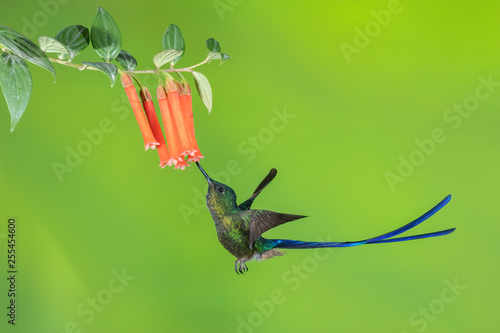 Violet-tailed Sylph Hummingbird  Aglaiocercus coelestis   Tandayapa Area  Ecuador