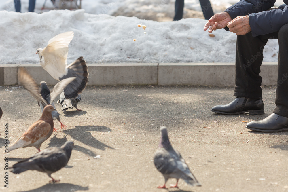 Fototapeta premium man sits outside and feeds pigeons from hands