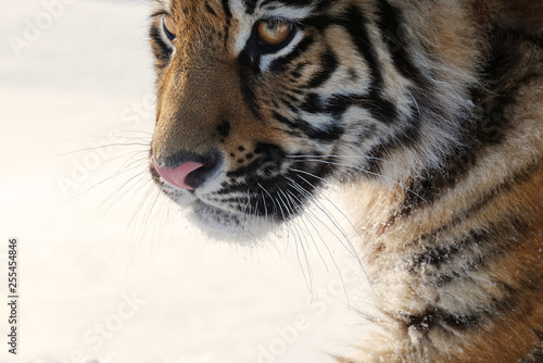 Tiger. Young male Siberian tiger on white snow on a sunny day. Large portrait-looking away.