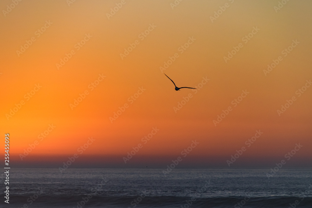 Silhouette of bird in flight at sunset