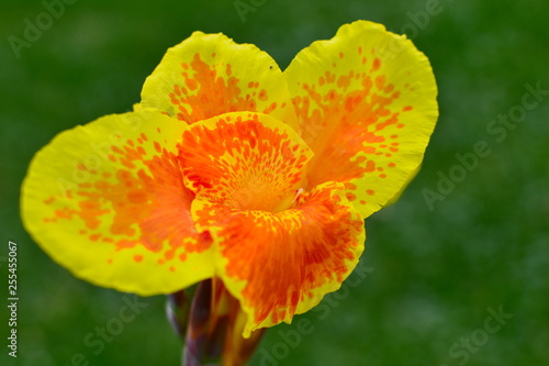 Yellow and Orange Flower