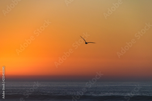Silhouette of bird in flight at sunset