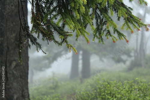 Misty forest