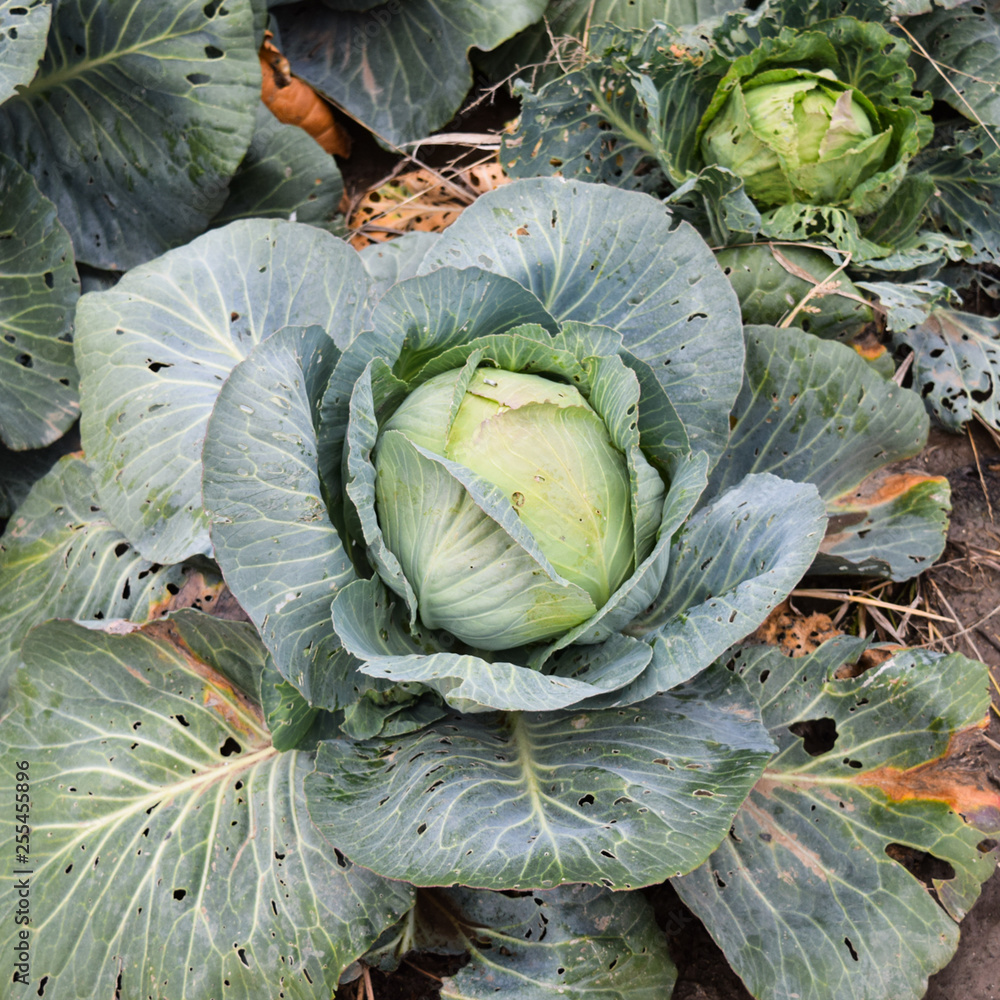 Fototapeta premium Cabbage field. Cultivation of cabbage in an open ground in the f