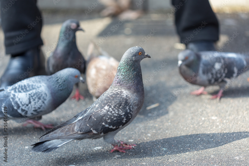 Fototapeta premium man sits outside and feeds pigeons from hands