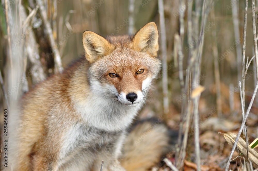 Fototapeta premium アカギツネ