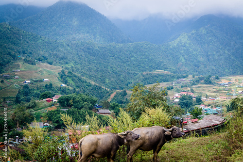 Water buffaloes overlooking Muong Hoa Valley, Hoang Lien Son Mountains, northwestern Vietnam photo