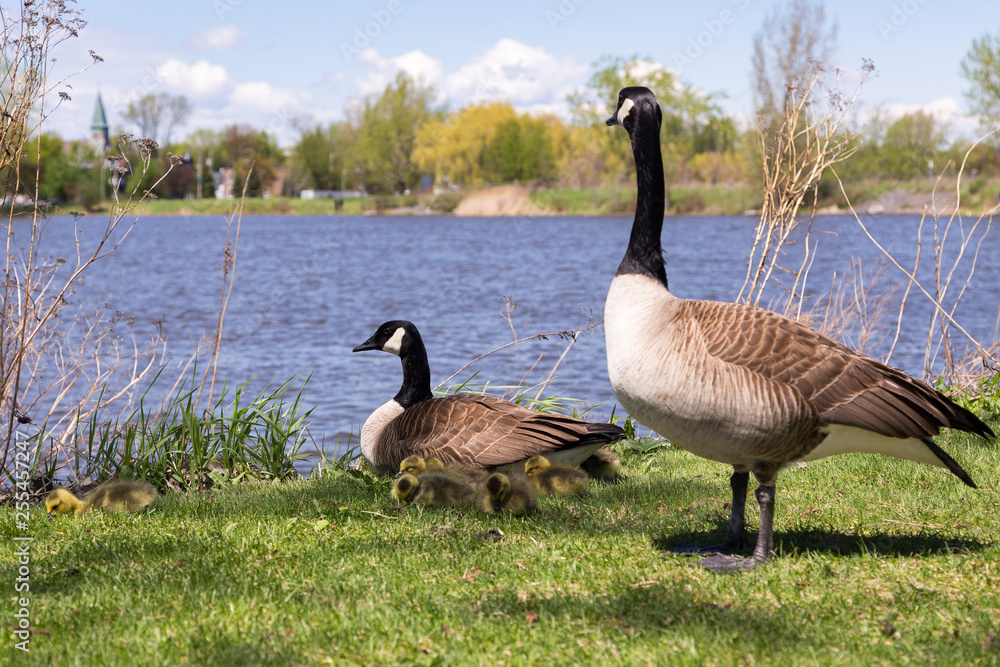 Family of Canada geese with male standing guard over female and her chicks, with St. Lawrence River and Lachine sector shore in the background, Montreal, Quebec, Canada Family of Canada geese with male standing guard over female and her chicks, with St. Lawrence River and Lachine sector shore in the background, Montreal, Quebec, Canada