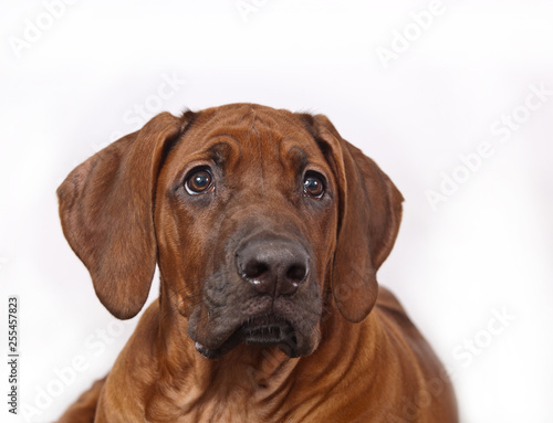 Dag breed Rhodesian ridgeback portrait on white background