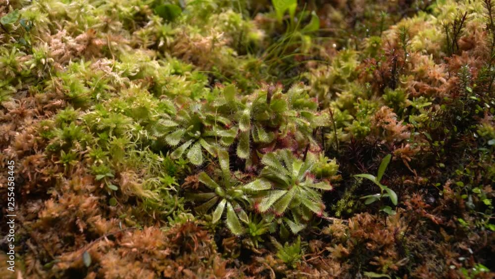 Carnivorous plants sundew, venus flytrap, sarratseniya Carnivorous plants sundew, venus flytrap, sarratseniya