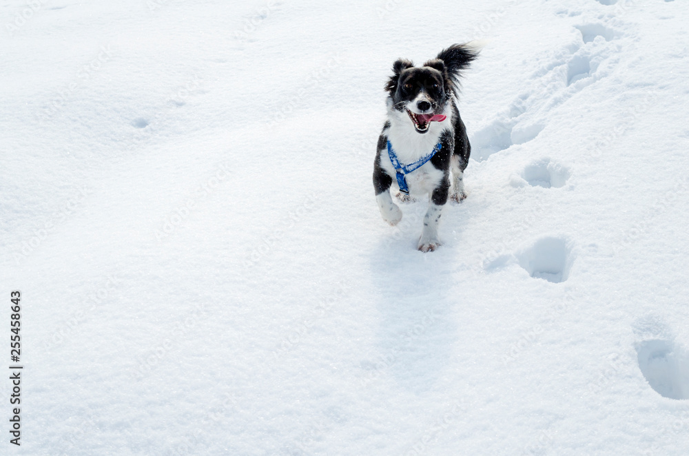 Black Happy Dog Running in the Snow in the Winter 