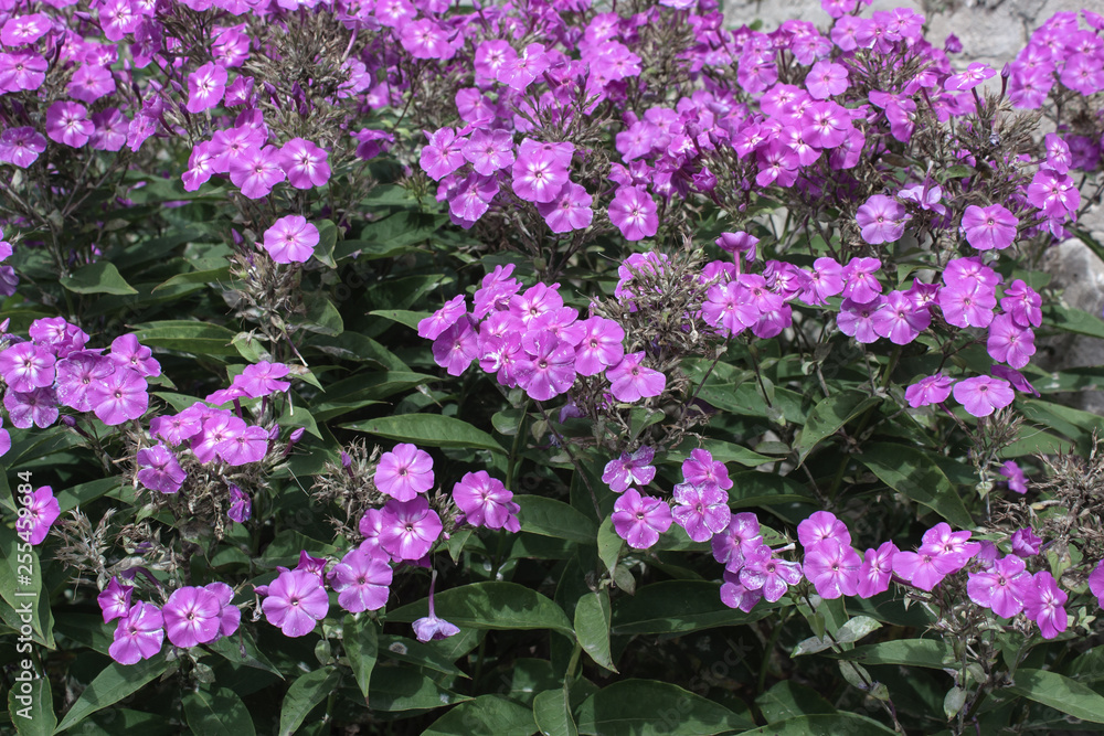 glade of purple flowers and green foliage