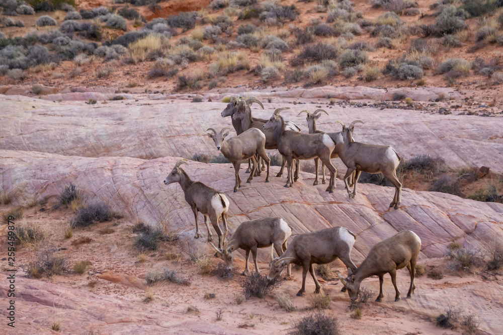 A family of female Desert Bighorn Sheep in Valley of Fire State Park. Taken in Nevada, United States. A family of female Desert Bighorn Sheep in Valley of Fire State Park. Taken in Nevada, United States.