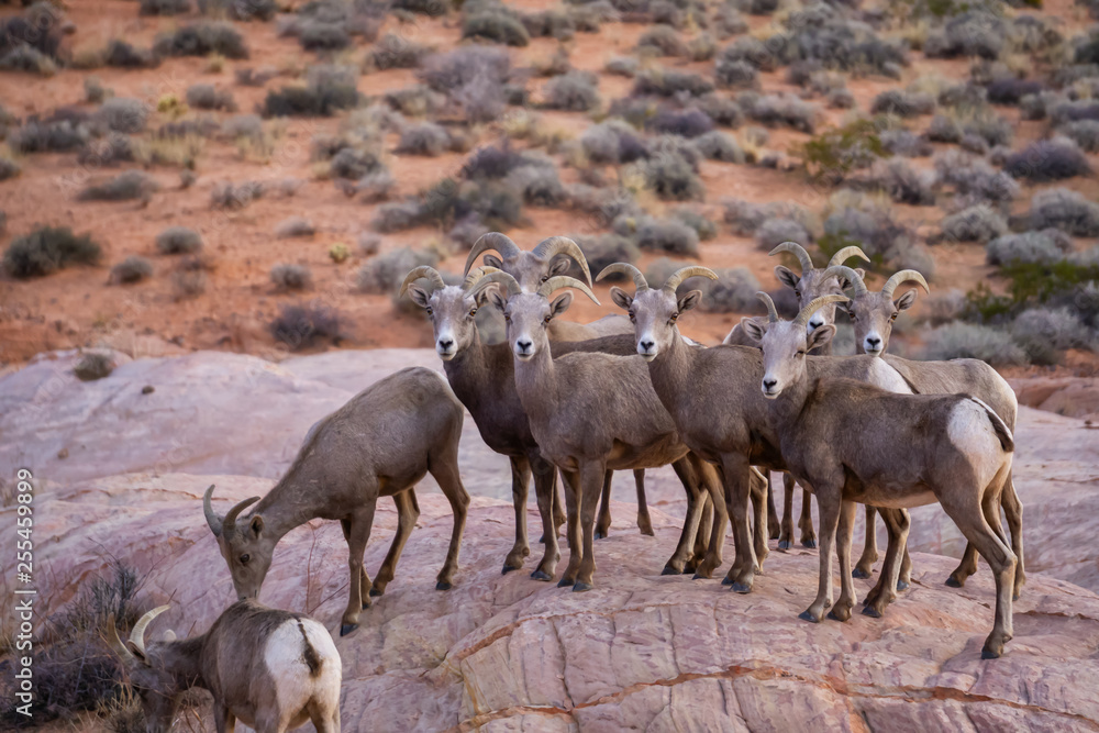 Fototapeta premium A family of female Desert Bighorn Sheep in Valley of Fire State Park. Taken in Nevada, United States.