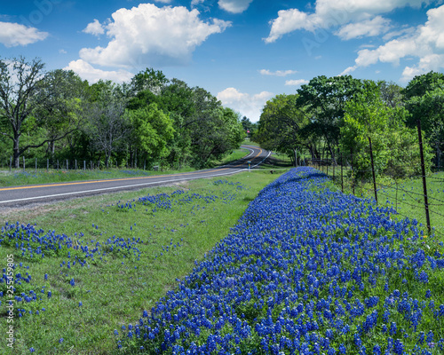 Country Roads with Bluebonnets © Wayne Gooden 