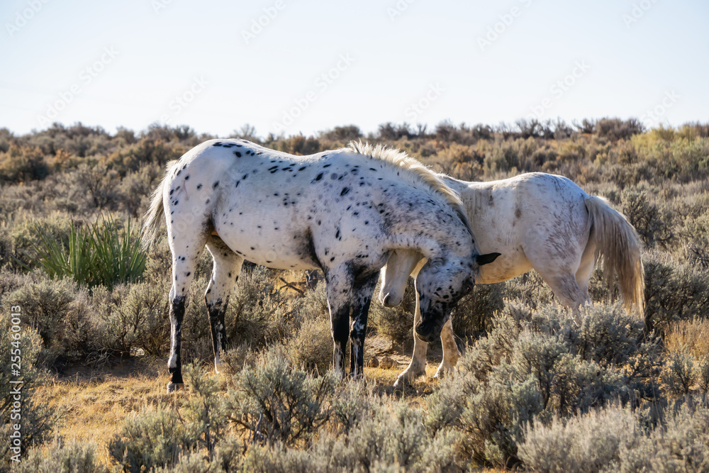 Obraz premium Wild White Horse in the desert of New Mexico, United States of America.