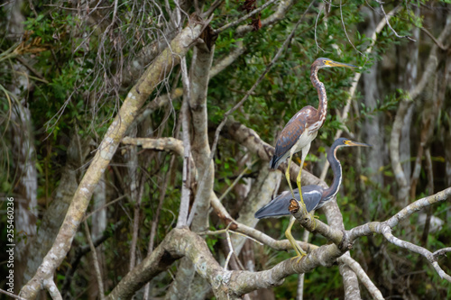 The great blue heron sitting in on a tree. Taken in Everglades National Park, Florida, United States.