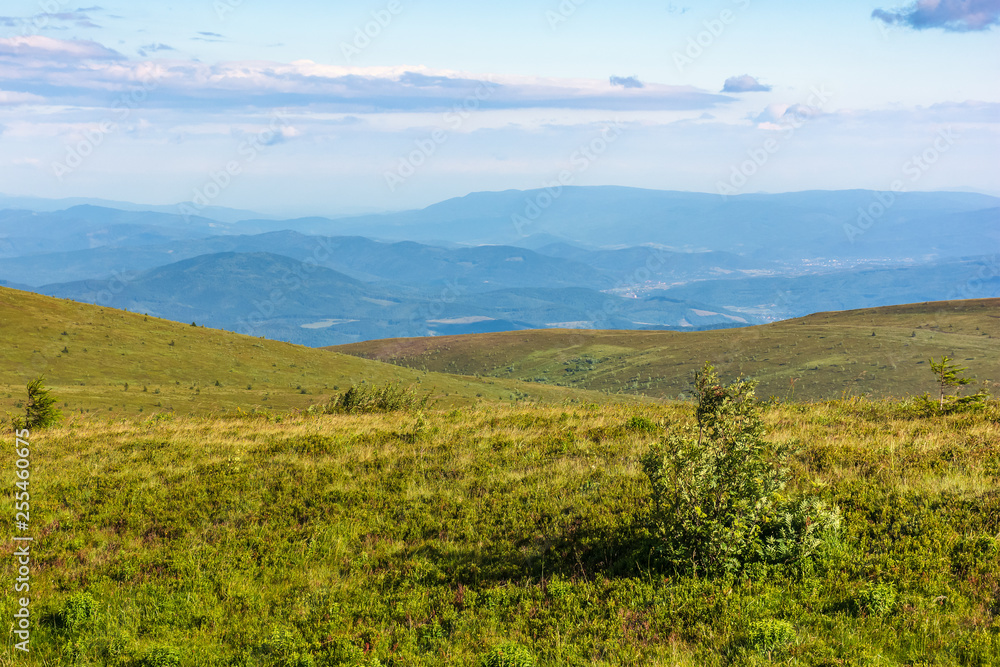 beautiful summer landscape in mountain. rolling hills with alpine meadows in evening light. ridge in the distance