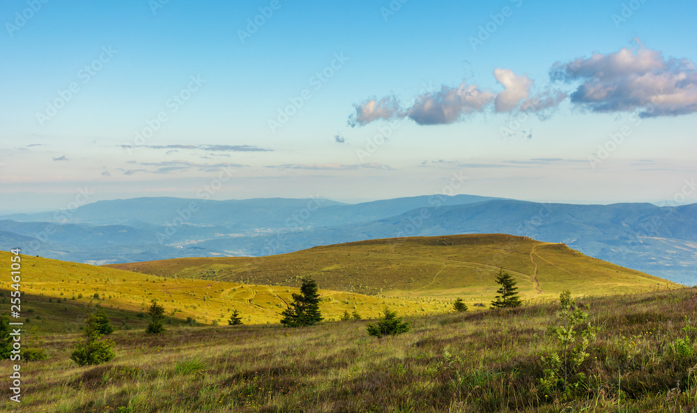 Obraz premium beautiful summer landscape in mountain. spruce trees on the alpine meadows in evening light. ridge in the distance