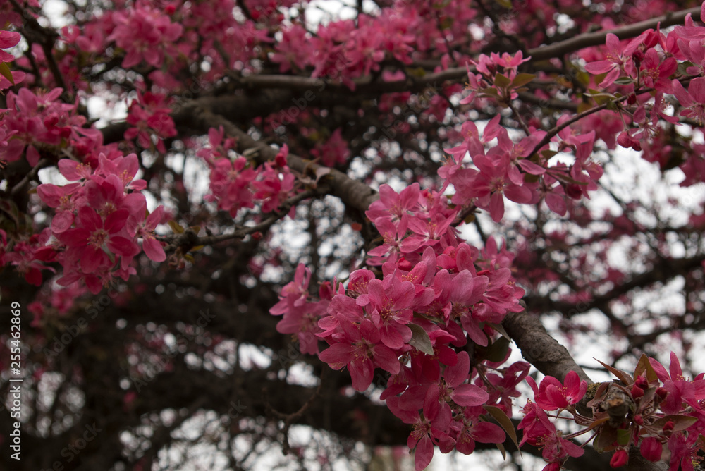 apple tree in bloom, flowering branch apple tree in bloom, flowering branch