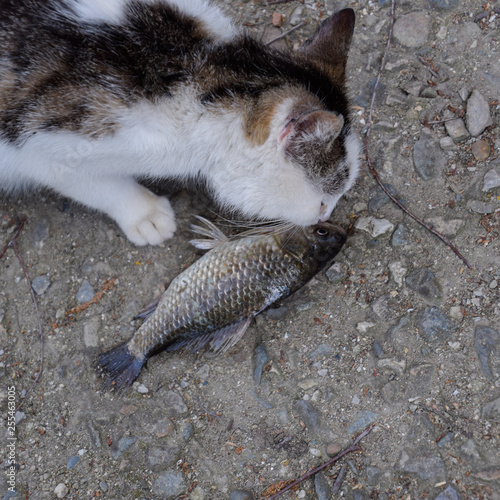 The cat eats live fish. Fish catch. Feeding the cat with fish.