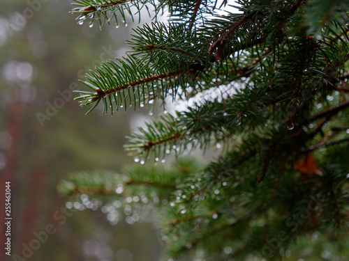 the prickly branches of the fir-tree sway in the wind. © makam1969