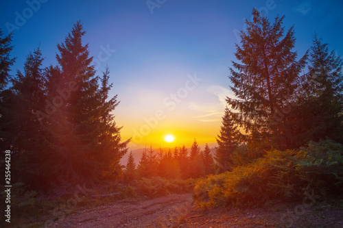 Sunset in spruce tree forest area in Romania