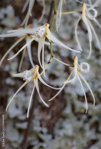 Rat's Tail Orchid (Dendrobium teretifolium) - native to Queensland & NSW, Australia - epiphyte with aerial roots resembling a rat's tail - grows almost exclusively on Swamp Sheoak (Casuarina glauca) photo