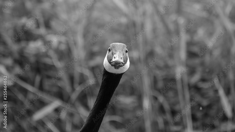 Funny goose Funny goose
