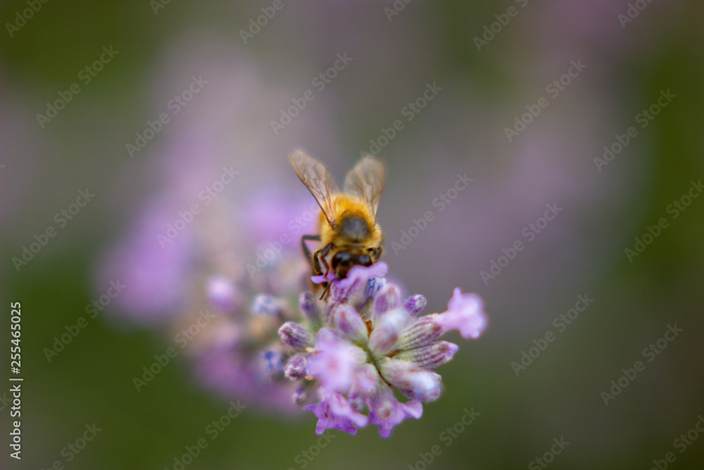 SPRING FLOWERS AND INSECTS SPRING FLOWERS AND INSECTS
