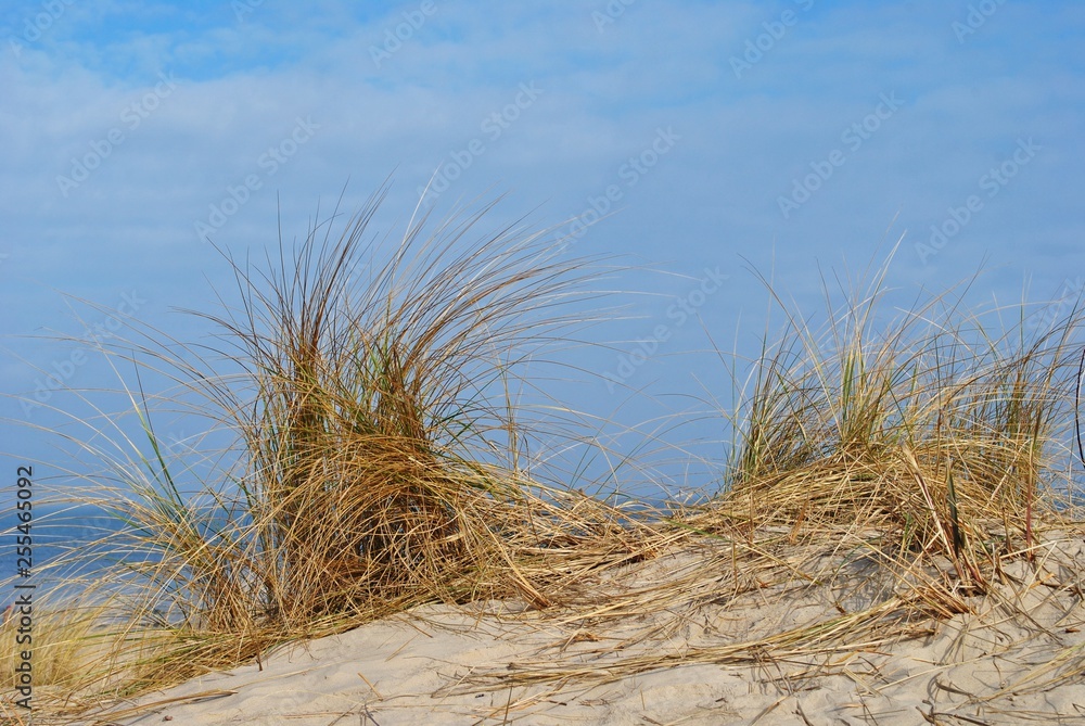 Fototapeta premium Plaża nad Bałtykiem