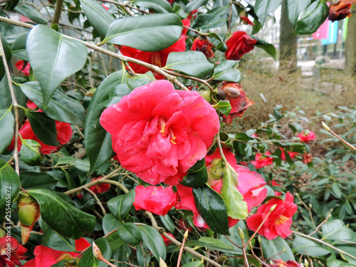Camellia tree with red flowers