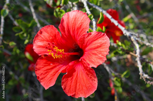 Red hibiscus in front of the Church on the Mount of Beatitudes, above the Sea of Galilee